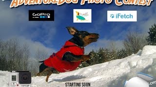 AdventureDog Photo Contest [upl. by Barde168]