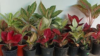 Aglaonema New Variety sale video8921935275 best price [upl. by Jung]