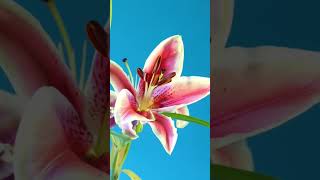 Time lapse of lily blooming shot on Lumix S5IIX [upl. by Annavas45]