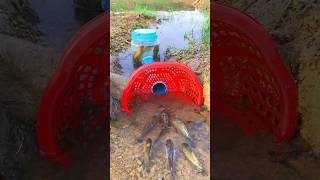 Survival Skills SIMPLE and USEFUL with PVC Fish trap survival shrots camping bushcraft skills [upl. by Dusty]