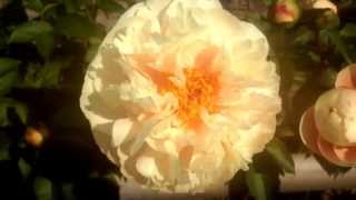 Peony Pastelegance  wwwpeonyshopcom [upl. by Misab]