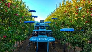 Drone com IA substitui humanos na colheita de frutas [upl. by Cimbura]