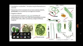 cyanobacteria kvshtet biology pgtbiology nvs dsssb 202425 [upl. by Ahsiekim890]