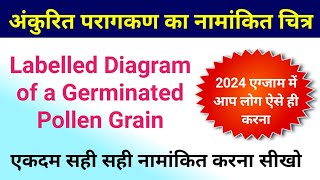 अंकुरित परागकण का एक नामांकित चित्र  labelled diagram of a germinated pollen grain  bio class 12 [upl. by Beret]