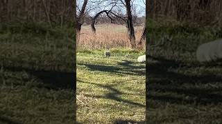 Long range blowgun hunting practice blowguns blowdart hunting hoghunting archery bowsandarrows [upl. by Berget]