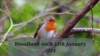 Woodland walk 11th January 2024 [upl. by Nuhs251]