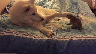 Wolf hybrid plays with Popcorn Prairie dog [upl. by Adnocahs]