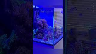 Aquaone reefsys 180 aquarium fish fishtank reef coral reeftank aquascape saltwater [upl. by Ardeed381]