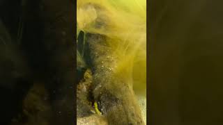 breeding cichlid algae lights aquarium [upl. by Aileno661]