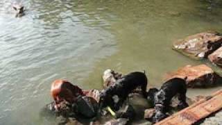 English Cocker Spaniels Swimming and Retrieving [upl. by Assirahs966]