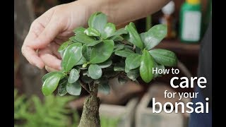 Bonsai Basics How to care for your bonsai [upl. by Cort]