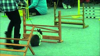 Rabbit Grand National The Final [upl. by Urbanus]