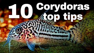 Top 10 beginner tips for keeping Corydoras catfish [upl. by Richer]