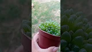 Haworthia Cooperi Dielsiane 💚 [upl. by Qahsi]