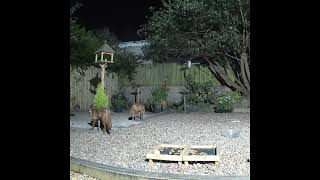 Foxes feeding in the garden at night [upl. by Anabal]