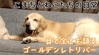 猫たちが気になるゴールデンの日常【こまちと猫】 [upl. by Ymme318]