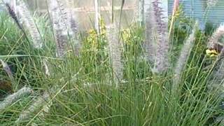 How to Grow Pennisetum Mountain Ruby Grass An Easy to Grow Ornamental Grass [upl. by Iznyl]