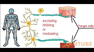 Neurotransmitters Classification Types and Functions [upl. by Nevla]