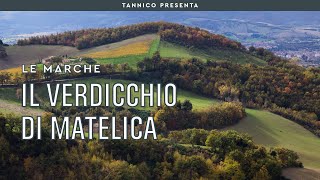 Le caratteristiche del Verdicchio di Matelica  Tannico Flying School [upl. by Postman]