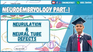 Neural Tube Formation amp Its Derivatives  USMLE Step 1 High yield [upl. by Gehman]