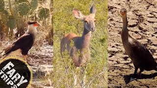 Nuevo León al natural  Flora y Fauna de la Región [upl. by Hares]