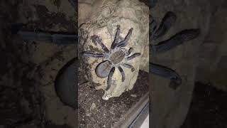 My Blue Cobalt tarantula spider spiders bug bugs insects insect gavyn gavy gav nature [upl. by Nillad]