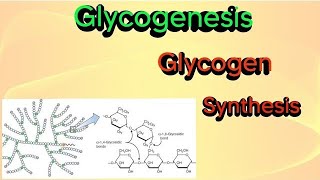 Glycogenesis glycogen synthesis biochemistry glycogen glycogenesis [upl. by Cannon]