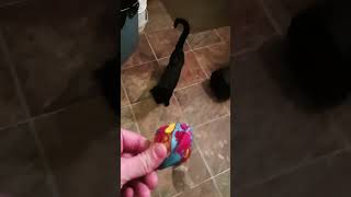 Full video of kitten playing fatch [upl. by Lidah]