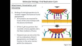 Virology Chapter 13 Part 2 [upl. by Sherris455]