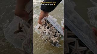 Rescue mission Over 100 Starfish safely returned to their home 🥺 [upl. by Ylaek205]