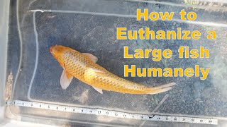 Humanely Euthanizing your Koi or Other Large Fish [upl. by Terris146]