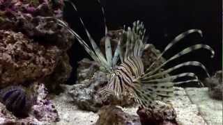 Pterois volitans HD [upl. by Ylecara]