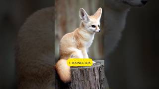 To 10 Cutest Animals in the World 2024  Short Trending Short  Viral Short  for you page [upl. by Airot]