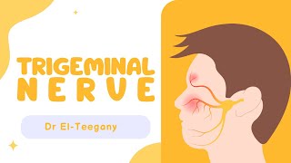 Trigeminal nerve  Anatomy  NRS [upl. by Aham459]