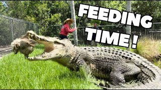 Giant Saltwater Crocodile FEEDING‼️ [upl. by Sheff]