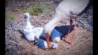 Rare behaviour of storks  Stork mom secretly feeds her Benjamin  Bohunka tajně krmí Pětníčka ❤ [upl. by Nnyla]