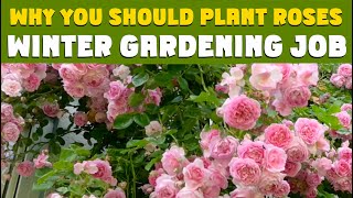 Why you SHOULD GROW ROSES amp NOW is the perfect time to plant them WINTER GARDENING JOBS gardening [upl. by Row]