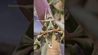 hawkmoth or army green moth insects trendingshorts viralvideo bhopal [upl. by Llenel114]