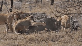 Predadores Africanos  Pântanos [upl. by Saoj]