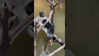 Rescuers Save Mouth Stuck Bird from Paraná River Waters [upl. by Duong581]