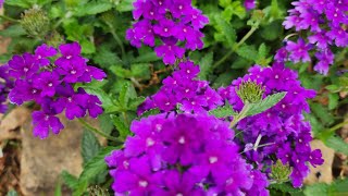 Plant Spotlight Series Verbena perennial Highlights of all the plants in my zone 8a garden [upl. by Guglielmo]