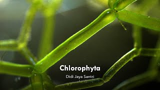 Kuliah Chlorophyta [upl. by Euqinomod905]