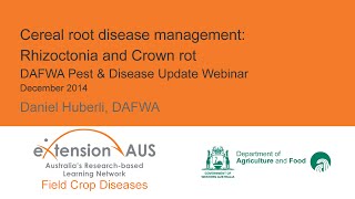 Cereal root disease management Rhizoctonia and crown rot  DAFWA Pest and Disease Update [upl. by Terzas219]