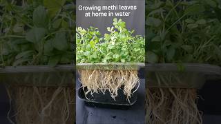 grow fenugreekmethi without soil at homehydroponicshow to grow methi at home in water shorts [upl. by Spain]