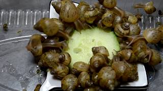 Snails eat cucumber [upl. by Ange]