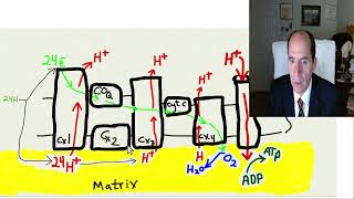 part 3 Glutamate brain damage [upl. by Adeehsar]