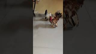 My honey rooster clining his self japanesebantom bantamchicken birds [upl. by Nifled]