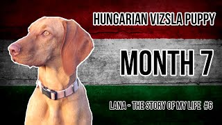 Hungarian Vizsla Puppy 6 Month 7 [upl. by Oirobil620]