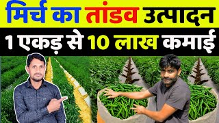 मिर्च की खेती कब और कैसे करें  mirch ki kheti me konsa khad dale  mirch ki kheti kaise kare [upl. by Waki]