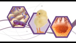 Mycotoxins in Poultry Risks and Prevention [upl. by Delphina386]